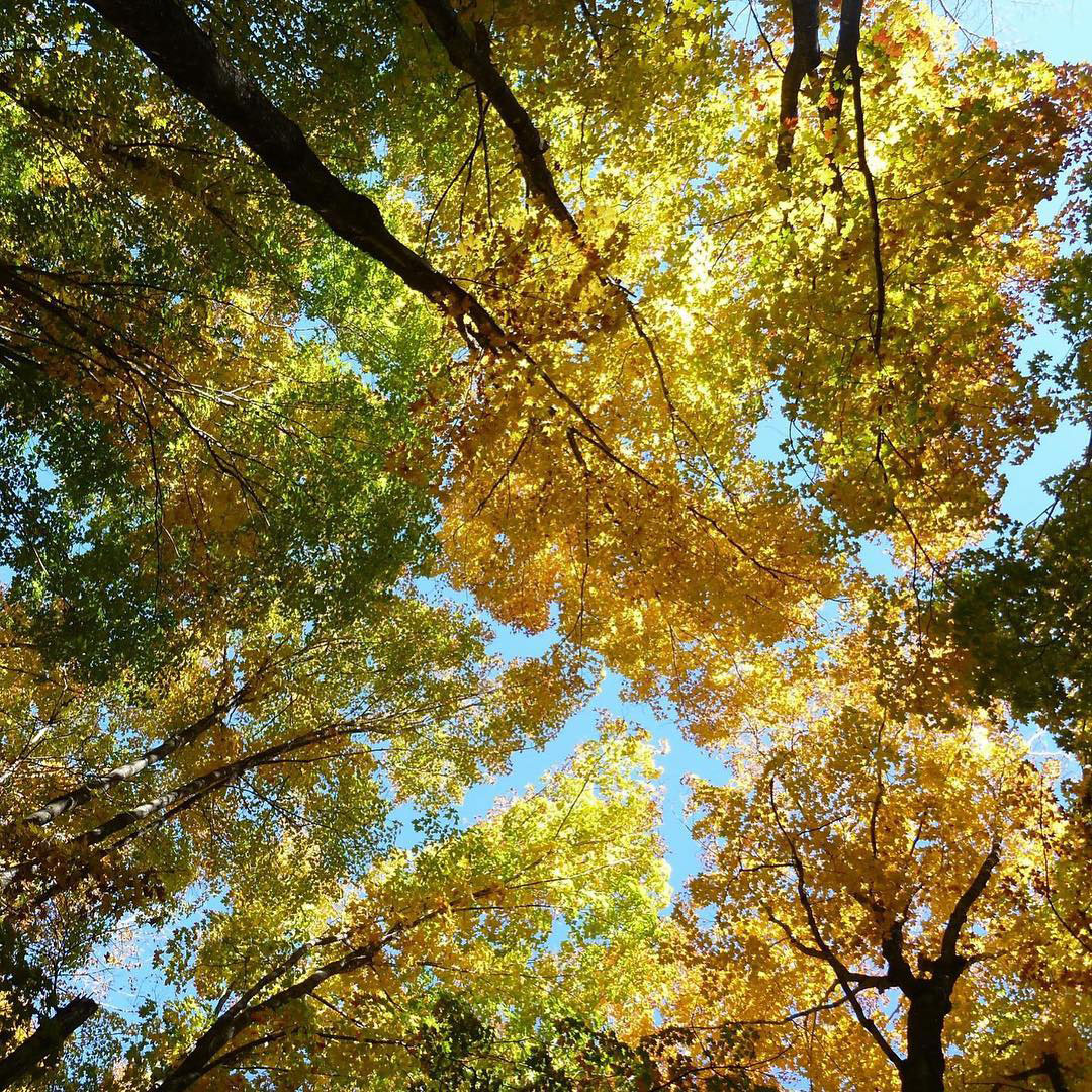 The Best Ways to Experience the Fall Season around Pictured Rocks