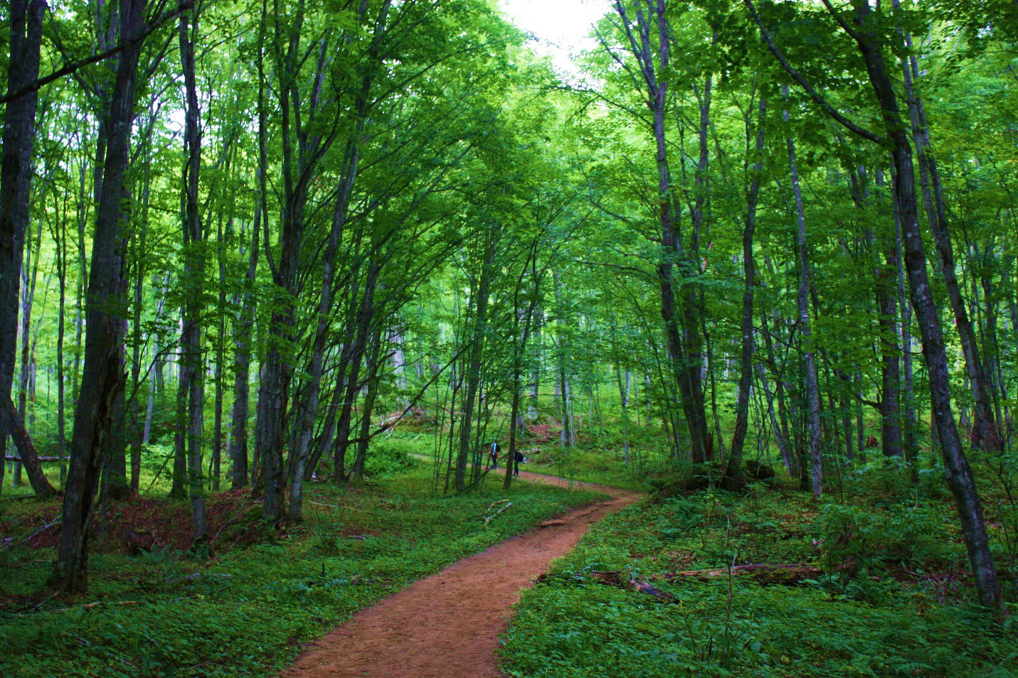 Chapel Basin trail