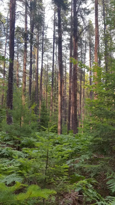 White Birch Nature Trail