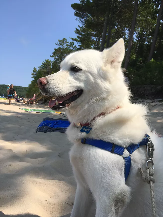 A dog at Miners Beach