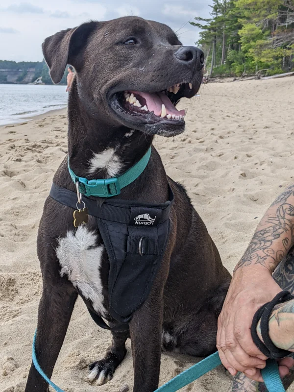 Leashed dogs are allowed at many places in the Pictured Rocks, including Miners Beach.