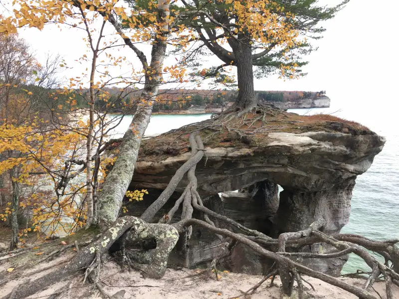 Chapel Rock’s strong, centuries old root system reaching out after the arch collapsed.